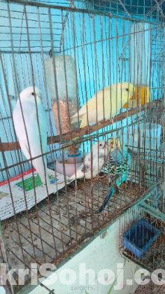 Budgie